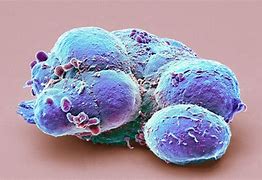 Image result for Embryonic Cell Division