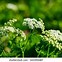 Image result for Hemlock Pics