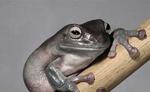 Image result for White Flower Frog