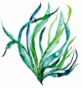 Image result for Watercolor Seaweed