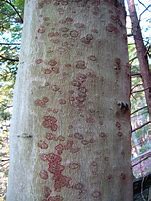 Image result for Oak Tree Bark Disease