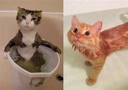 Image result for Bathing Your Cat