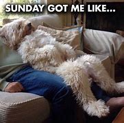 Image result for Sunday Dog Memes