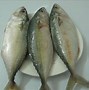 Image result for Indian Mackerel