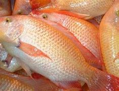 Image result for Ikan Kakap Kalimantan Barat