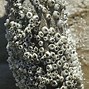 Image result for Barnacles Inside