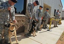 Image result for Air Force K9