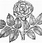 Image result for Rose Flower Clip Art Black and White