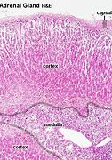 Image result for Adrenal Cortex Histology