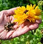 Image result for Flowers Seeds