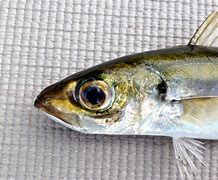 Image result for JCK Mackerel