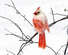 Image result for Red Willow Pie Bird