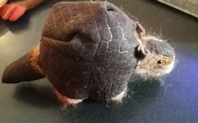 Image result for Glyptodon Plush Toy