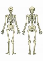 Image result for A Human Skeleton