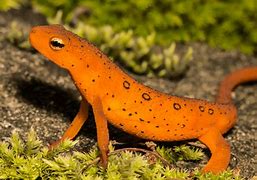 Image result for White Newt