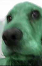 Image result for Green Dog Bathtub Meme