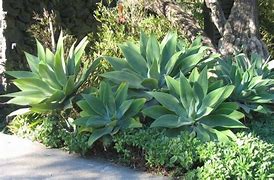 Image result for Agave Landscape Design