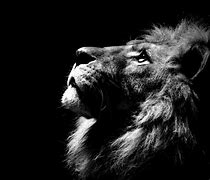 Image result for Lion HD Wallpaper in PC Desk