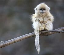 Image result for Macaque Cute