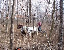 Image result for Draft Horse Logging