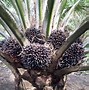 Image result for Kandungan KELAPA SAWIT