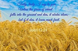 Image result for John 12 24 and Wheat