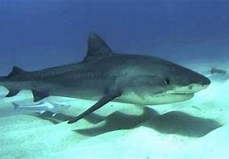 Image result for Ganges Shark