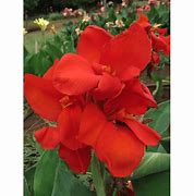 Image result for Dark Red Canna Lily