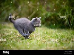 Image result for Kitten Running