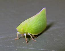 Image result for Big Leaf Bug