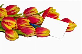 Image result for Spring Tulips