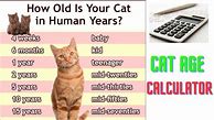 Image result for Cat Age Calculator