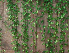 Image result for Ivy Plant Wall