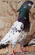 Image result for Pigeon Talons