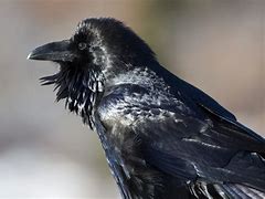 Image result for Raven Golden Age