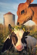 Image result for Free Farm Animals