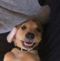 Image result for Smiling Dog No Chair