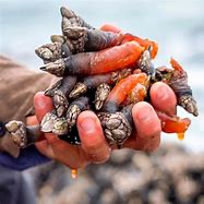 Image result for Eating Barnacles