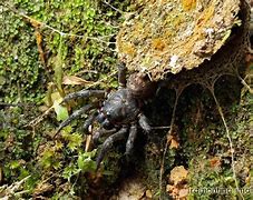 Image result for Malaysian Trapdoor Spider