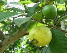 Image result for Tanaman Jambu Biji