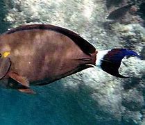 Image result for Acanthurus Blochii