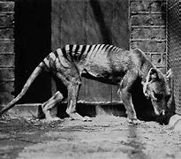 Image result for Thylacine