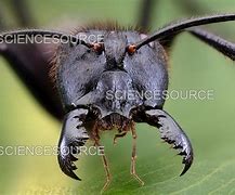 Image result for Ant Face