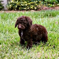 Image result for Chocolate Labradoodle