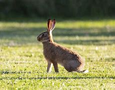 Image result for Leveret Baby Hare