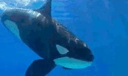 Image result for Killer Whale Titan Meme