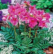 Image result for Flowering Fern