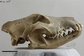 Image result for Grey Wolf Skull