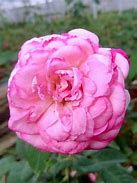 Image result for Rose Garden Beverly MA