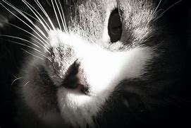 Image result for Cute Cat Side Eye